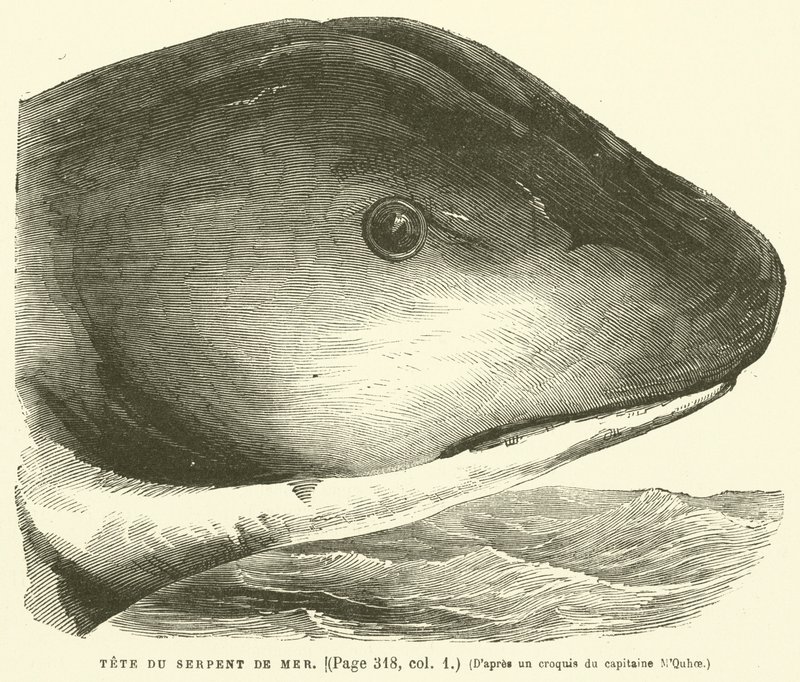 Tete Du Serpent De Mer od French School
