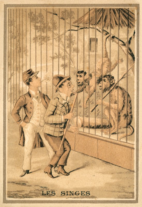 opice (chromolitho) od French School