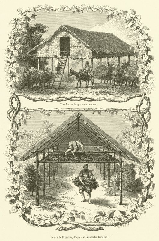 Tilembar nebo Persian Magnanerie (rytina) od French School
