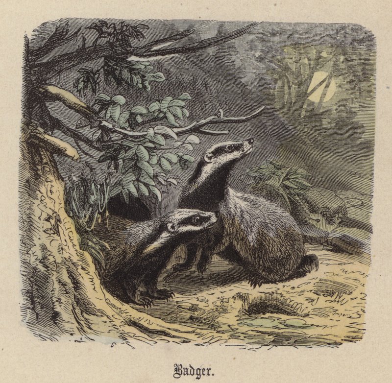 Jezevec (barevné rytí) od Friedrich Specht