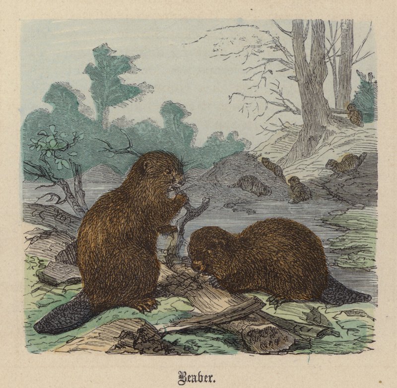 Bobr (barevné rytí) od Friedrich Specht