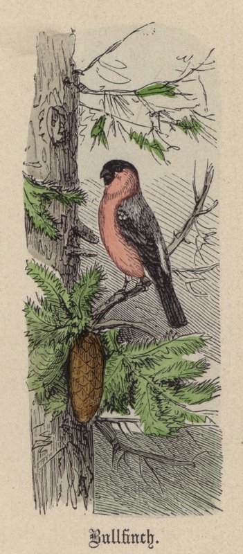 Hýl (barevné rytí) od Friedrich Specht