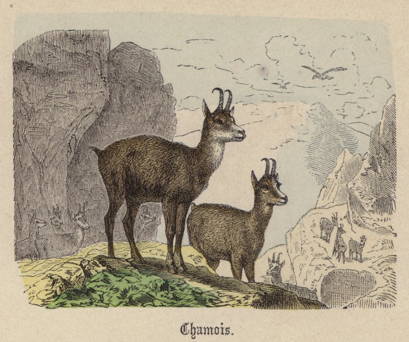 Kamzík (barevné rytí) od Friedrich Specht