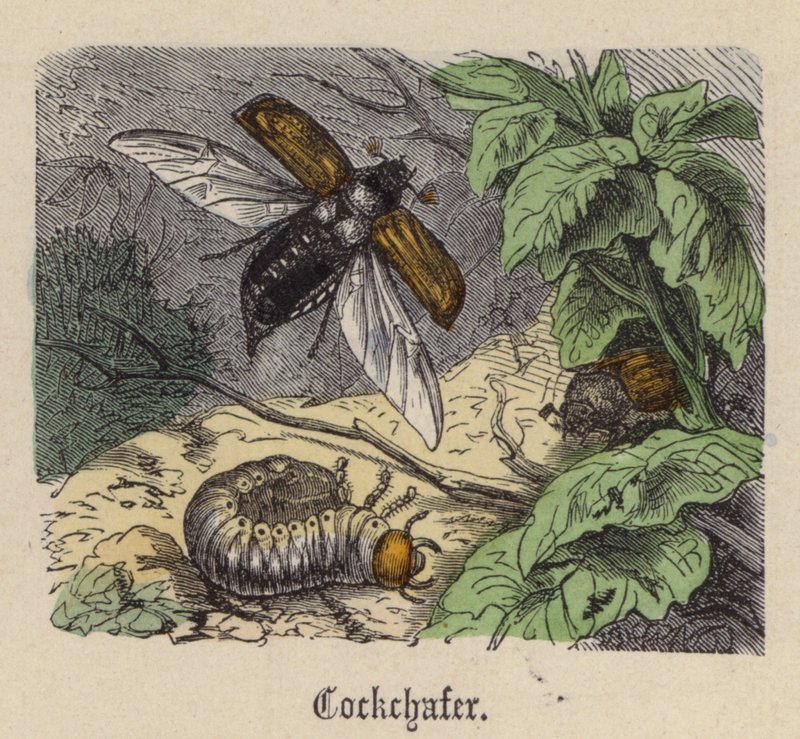 Chroust (barevné rytí) od Friedrich Specht