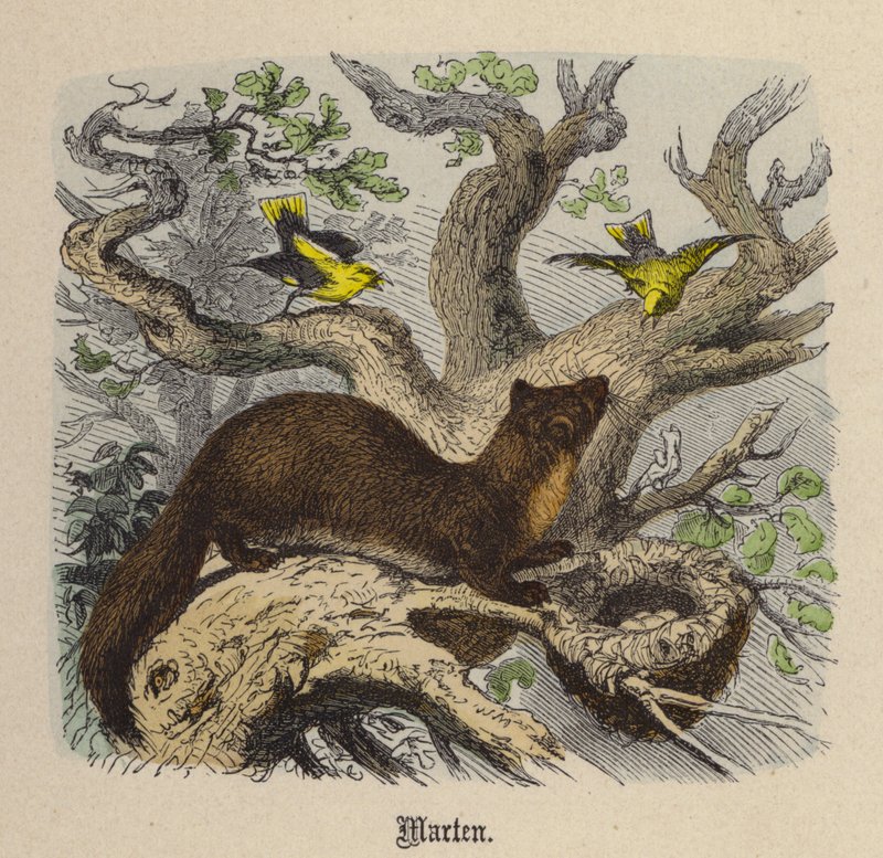 Kuna (barevné rytí) od Friedrich Specht