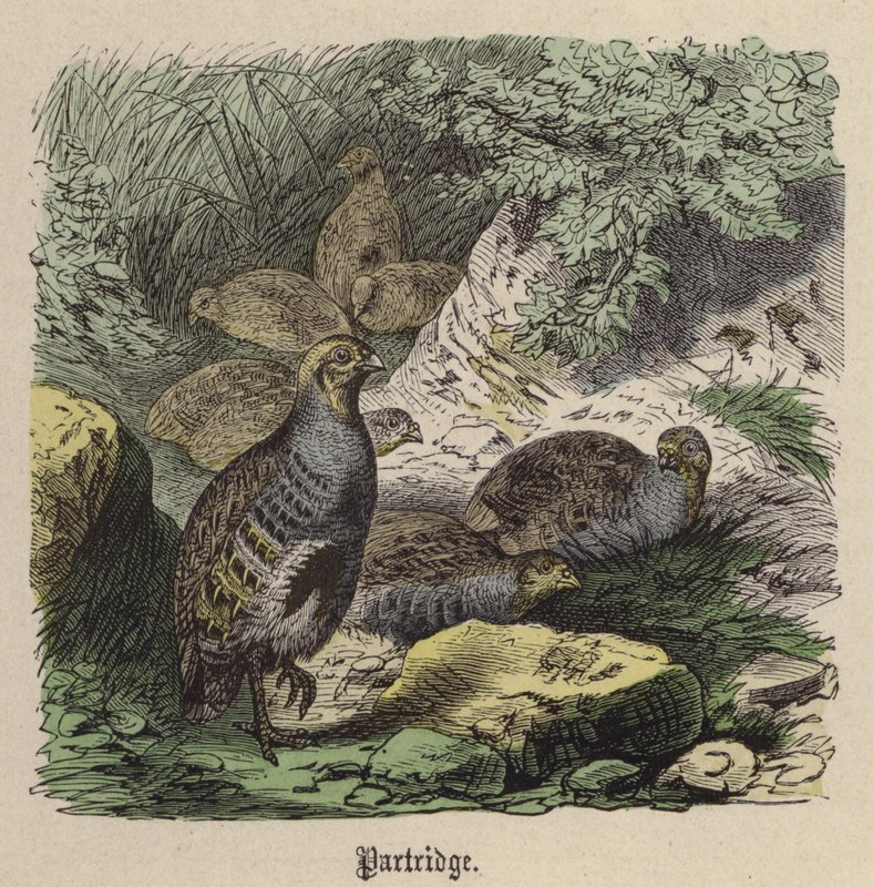 Koroptev (barevné rytí) od Friedrich Specht