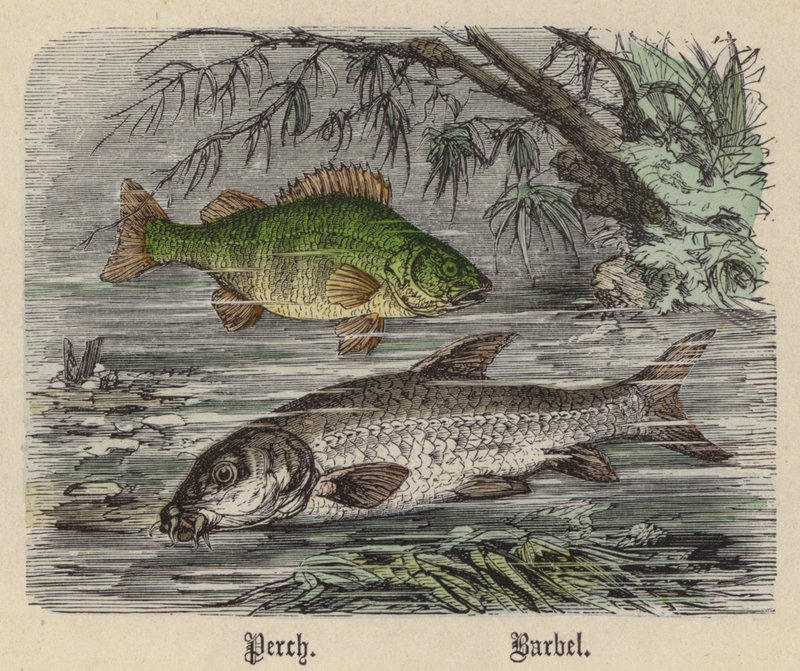Okoun, Barbel (barevné rytí) od Friedrich Specht