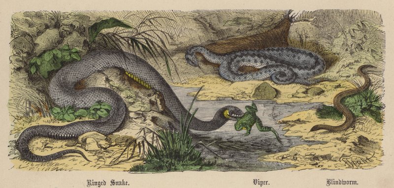 Ringed Snake, Viper, Blindworm (barevné rytí) od Friedrich Specht