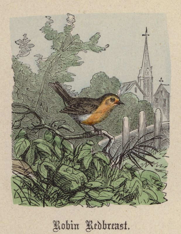 Robin Redbreast (barevná rytina) od Friedrich Specht