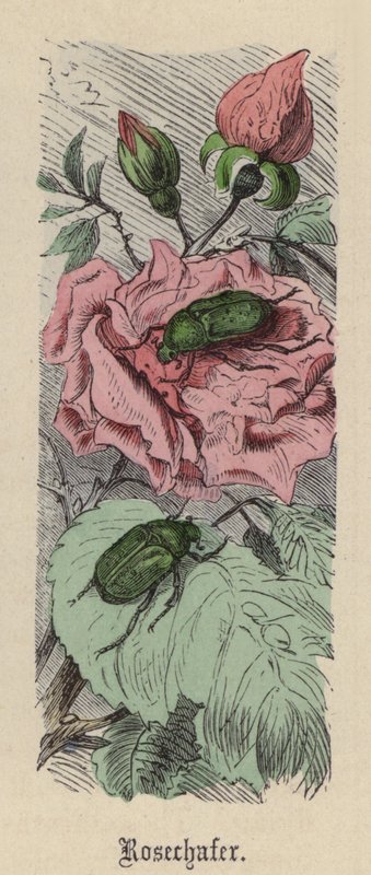 Rosechafer (barevná rytina) od Friedrich Specht