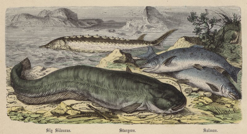 Sly Silourus, jeseter, losos (barevné rytí) od Friedrich Specht