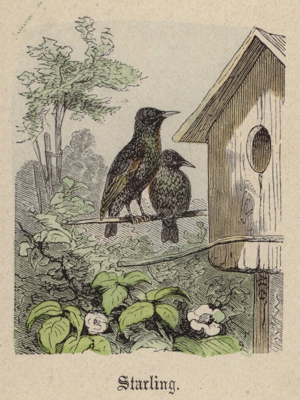 Starling (barevné rytí) od Friedrich Specht