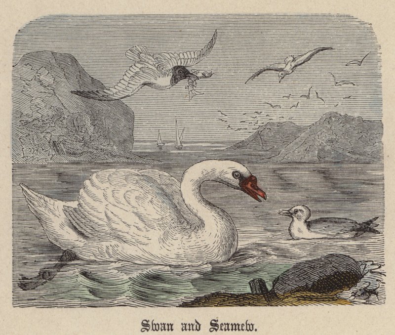 Swan and Seamew (barevné rytí) od Friedrich Specht