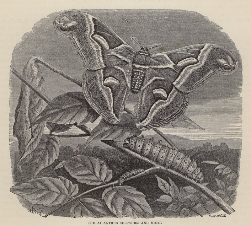 Ailanthus bource morušového a můra (rytina) od Friedrich Specht