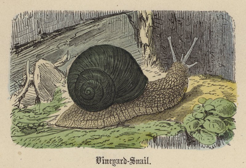 Vineyard-Snail (barevná rytina) od Friedrich Specht
