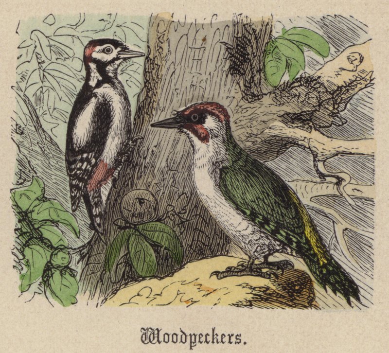 Datel (barevné rytí) od Friedrich Specht