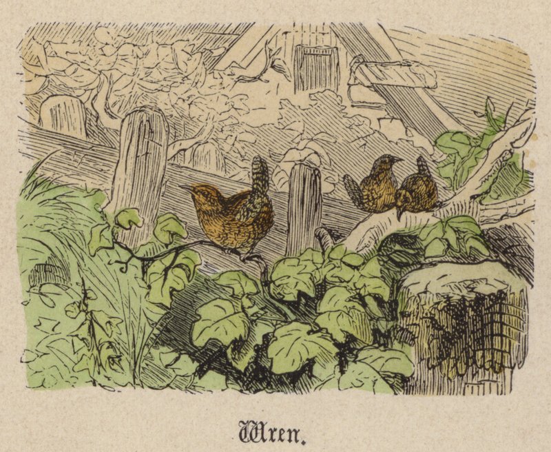Wren (barevné rytí) od Friedrich Specht