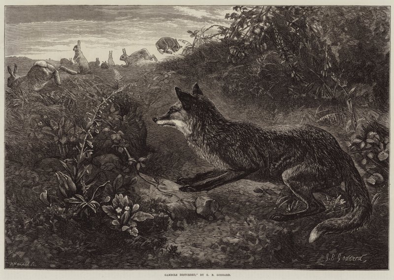 Gambols Disturbed od George Bouverie Goddard