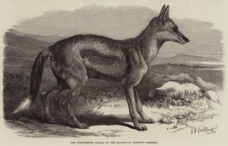 Šakal postranní pruhovaný v zahradách Zoologické společnosti od George Bouverie Goddard