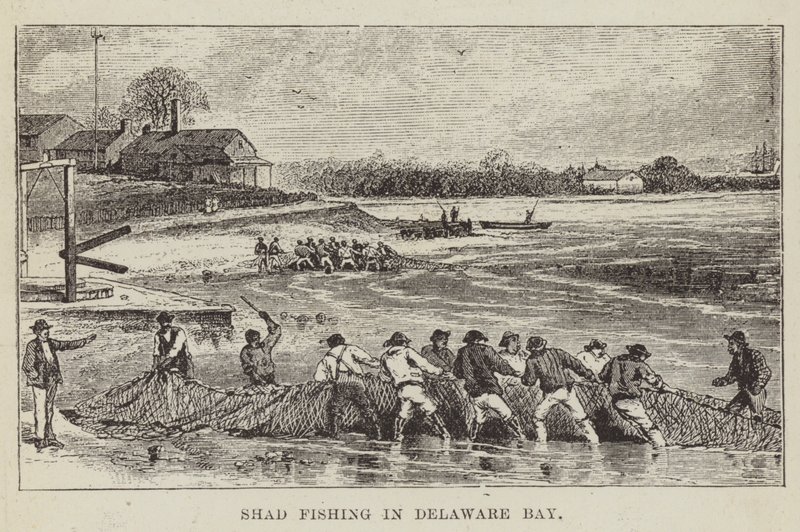 Shad Fishing v Delaware Bay od George Augustus Sala