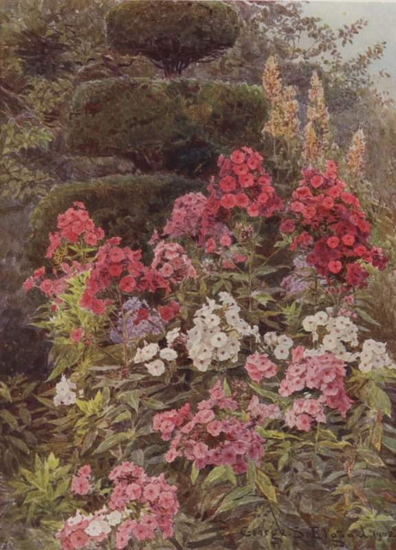 Flox od George Samuel Elgood