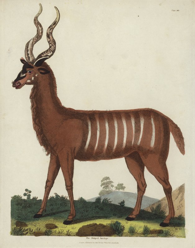 Antilopa pruhovaná od Georges de Buffon