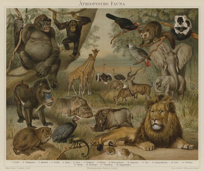 Africká fauna od German School