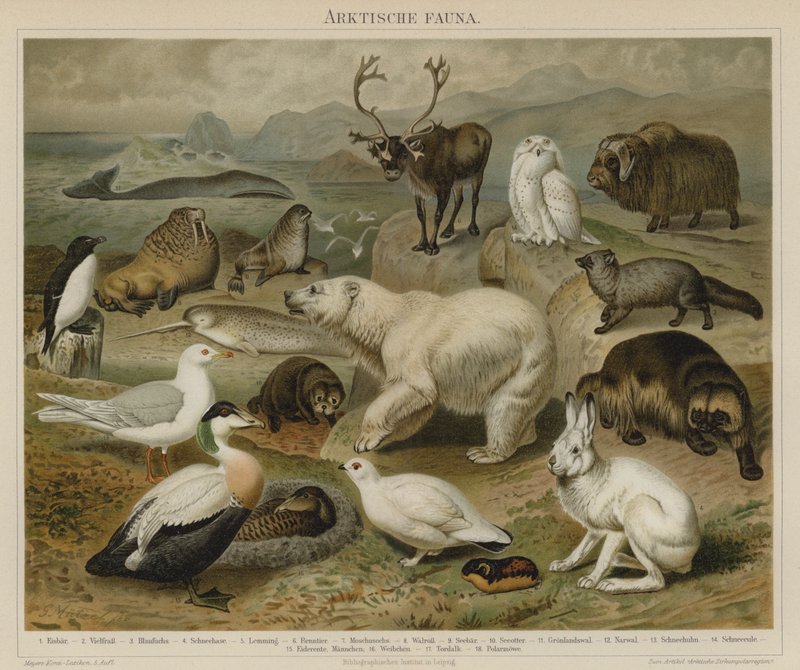 Arktická fauna od German School