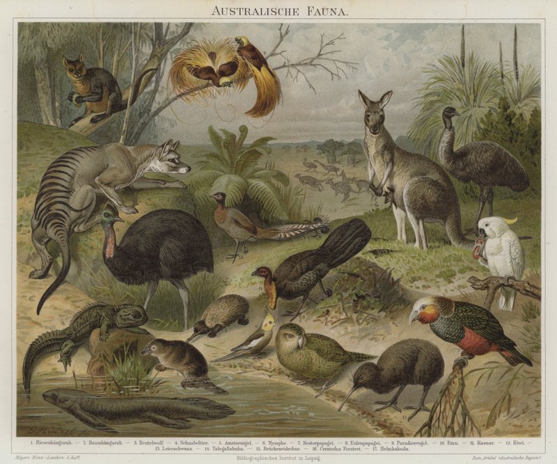 Australasijská fauna od German School