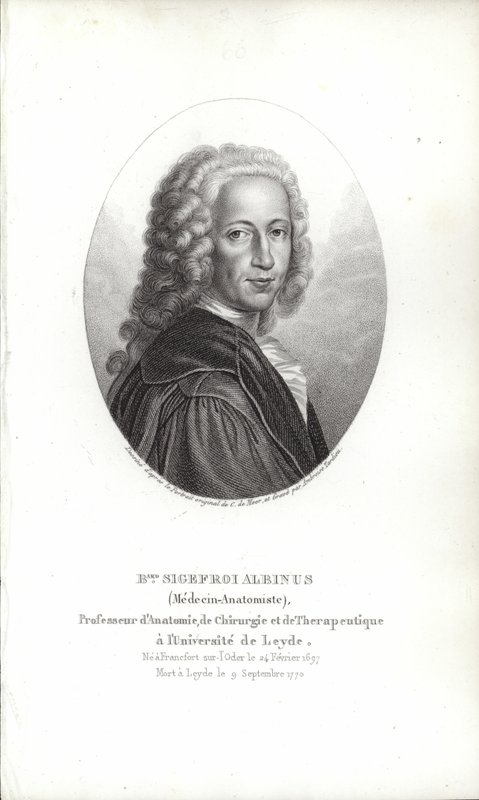 Bernhard Siegfried Albinus od German School