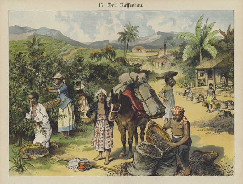 Kávová plantáž (barevná litho) od German School