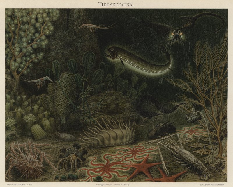 Hlubinná fauna (barevná litho) od German School
