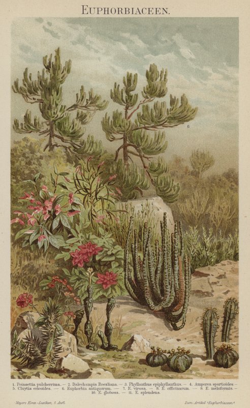 Euphorbias (barevné lito) od German School