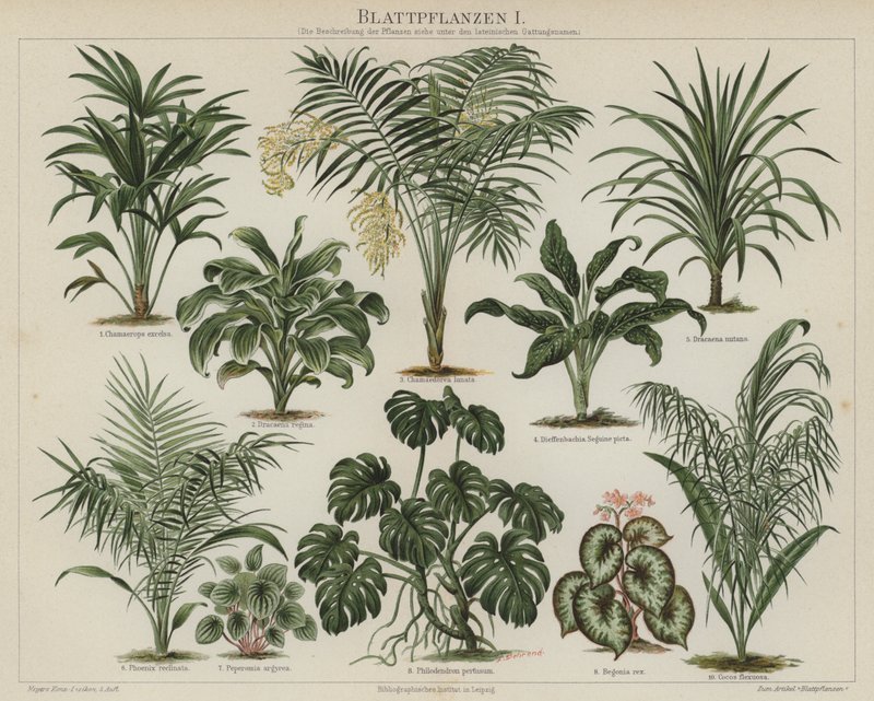 Listové rostliny (barva litho) od German School