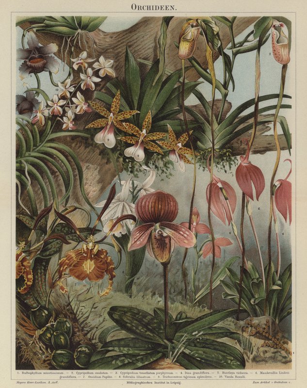 Orchideje (barva lito) od German School