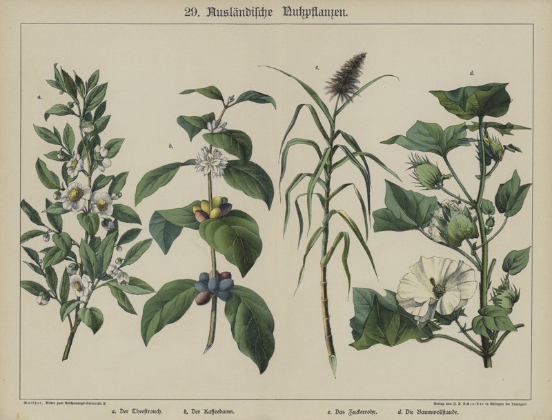 Rostliny (barva lito) od German School