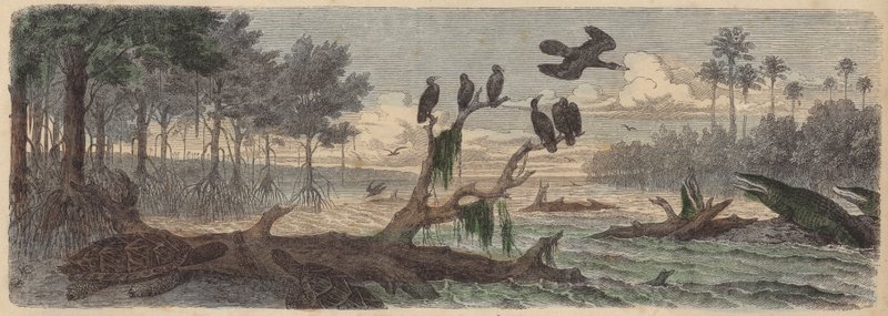 Jižní Amerika: ústí řeky v Guyaně (barevná rytina) od German School