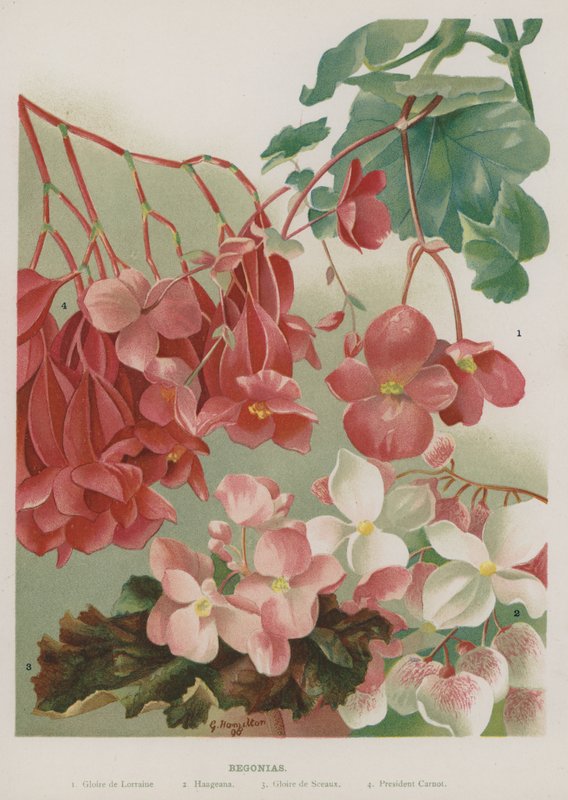 Begónie od Gertrude Hamilton