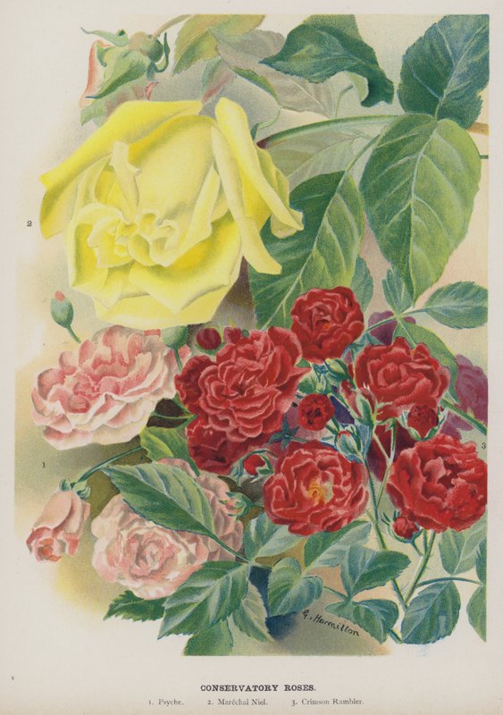 Konzervatoř růže od Gertrude Hamilton
