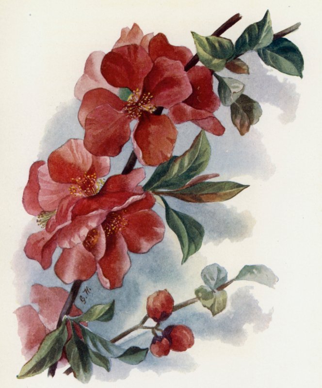Cydonia Japnonica in Cardinalis od Gertrude Hamilton