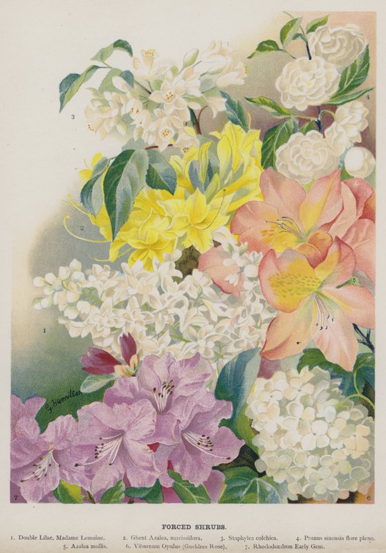 Nucené keře od Gertrude Hamilton
