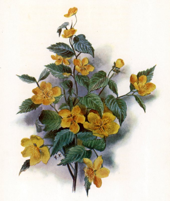 Kerria Japonica od Gertrude Hamilton