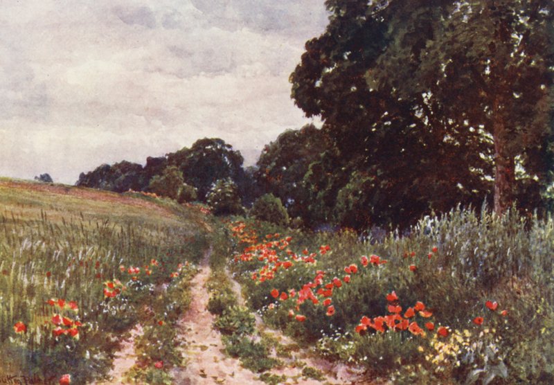 Vlčí máky (barevná litografie) od Harold Sutton Palmer