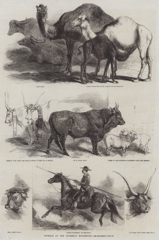Zvířata na výstavě ve Florencii od Harrison William Weir