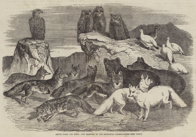 Polární lišky a ptáci, právě přijaté Zoologickou společností od Harrison William Weir