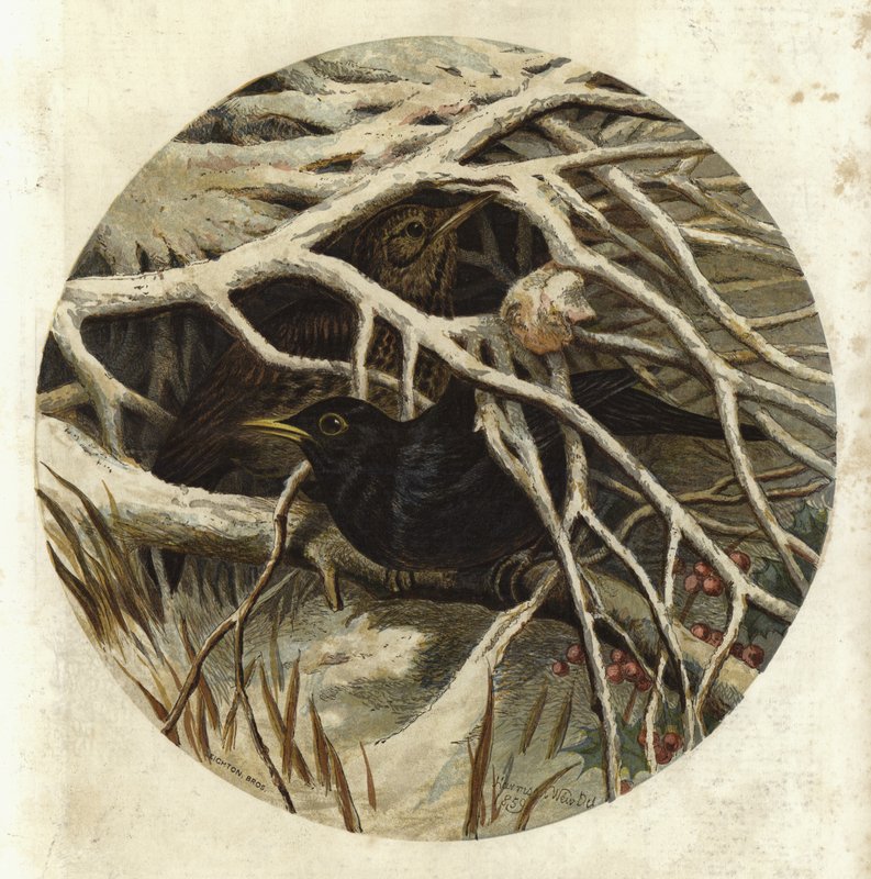 Kos a drozd, v utajení od Harrison William Weir