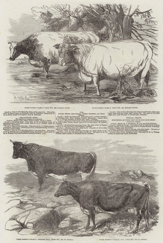Výstava Královské zemědělské společnosti Anglie od Harrison William Weir