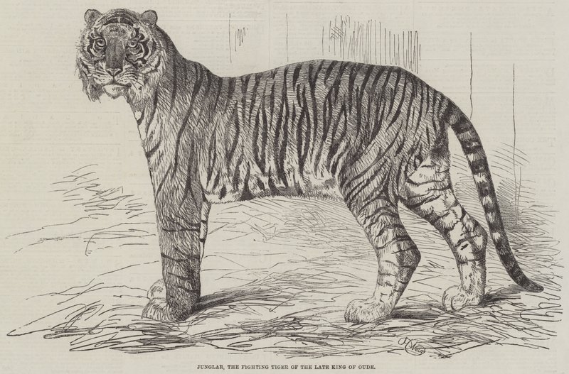 Junglar, Bojový tygr zesnulého krále Oude od Harrison William Weir