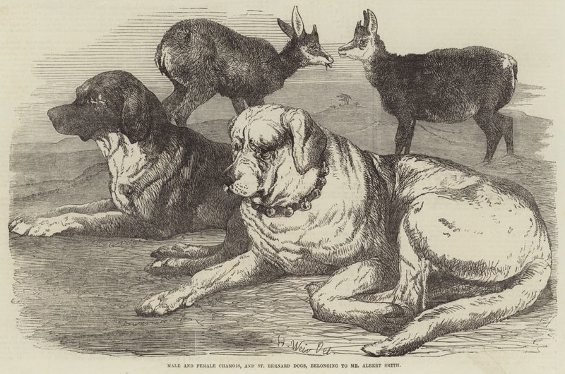 Samec a samice kamzíka a St Bernard Dogs, patřící panu Albertu Smithovi od Harrison William Weir