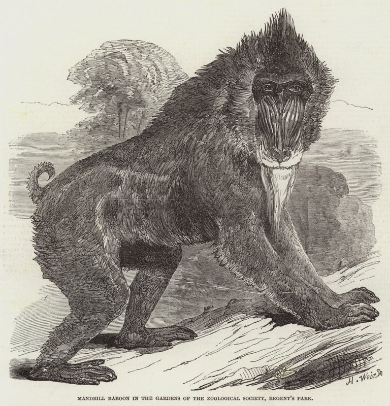 Mandrill Pavián v zahradách Zoologické společnosti, Regent